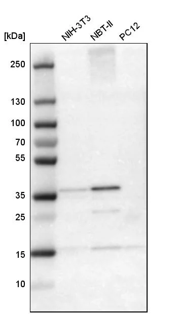 Western blot - Anti-CREM Antibody (AB327171)