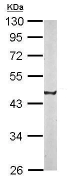 Western blot - Anti-CREST antibody (AB227535)