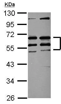 Western blot - Anti-CREST antibody (AB227535)