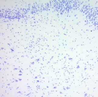Immunohistochemistry (Formalin/PFA-fixed paraffin-embedded sections) - Cresyl Violet Stain Solution (0.1%) (AB246816), expandable thumbnail