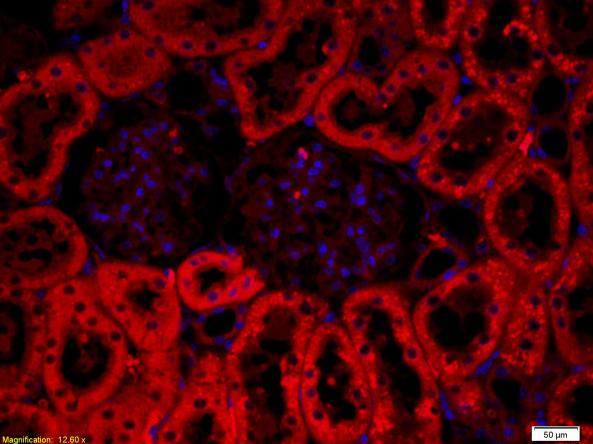 Immunohistochemistry (Formalin/PFA-fixed paraffin-embedded sections) - Anti-CRF antibody (AB216599)