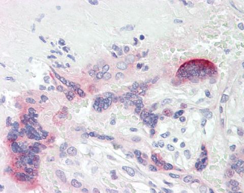 Immunohistochemistry (Formalin/PFA-fixed paraffin-embedded sections) - Anti-CRF antibody (AB226911)