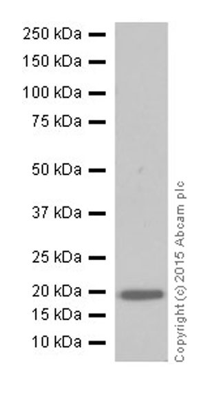 Western blot - Anti-CRF antibody [EPR19154] (AB184238), expandable thumbnail