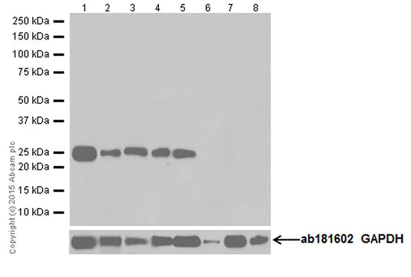 Western blot - Anti-CRF antibody [EPR19154] - BSA and Azide free (AB250741)
