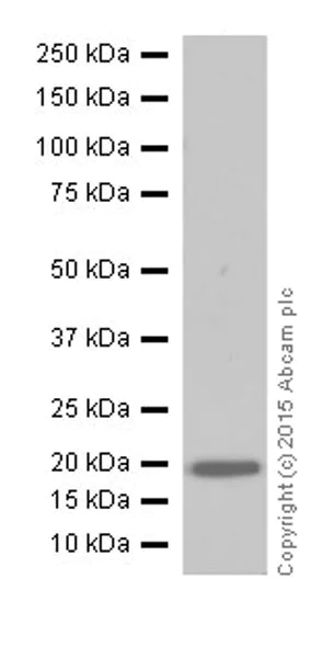 Western blot - Anti-CRF antibody [EPR19154] - BSA and Azide free (AB250741)