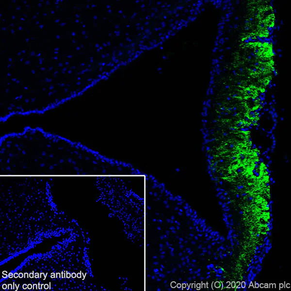 Immunohistochemistry (Frozen sections) - Anti-CRF antibody [EPR23255-162] - BSA and Azide free (AB272397)