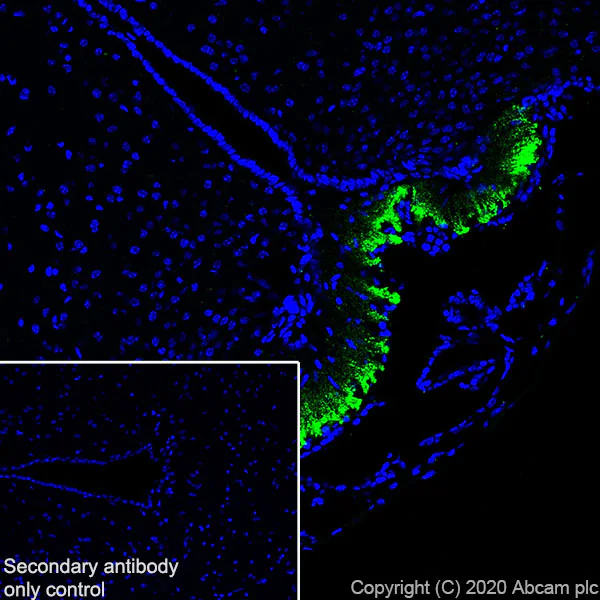 Immunohistochemistry (Frozen sections) - Anti-CRF antibody [EPR23255-162] - BSA and Azide free (AB272397)