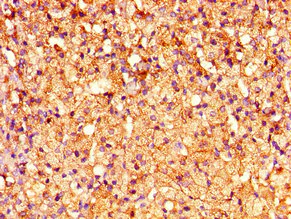 Immunohistochemistry (Formalin/PFA-fixed paraffin-embedded sections) - Anti-CRHR2 antibody (AB236982)