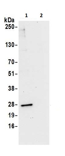 Immunoprecipitation - Anti-CRIF1 antibody (AB226244)