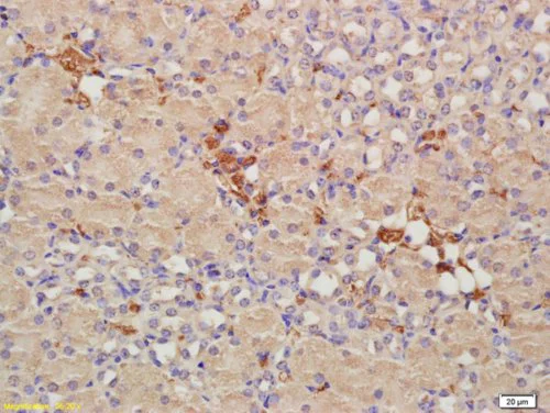 Immunohistochemistry (Formalin/PFA-fixed paraffin-embedded sections) - Anti-CRIM1 antibody (AB214292)