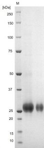 SDS-PAGE - Crimean Congo Hemorrhagic Fever Virus Glycoprotein N (His tag) (AB256432), expandable thumbnail