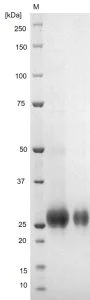 SDS-PAGE - Crimean Congo Hemorrhagic Fever Virus Glycoprotein N (His tag) (AB256432)