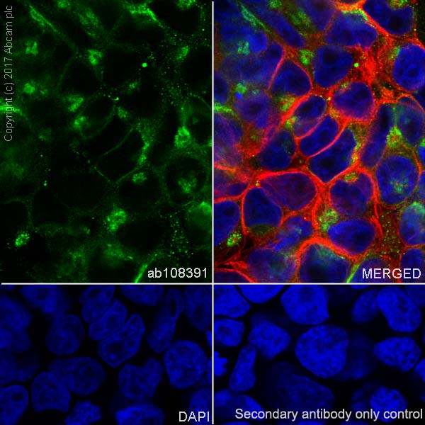 Immunocytochemistry/ Immunofluorescence - Anti-Cripto1/CRIPTO antibody [EPNCIR106A] (AB108391), expandable thumbnail