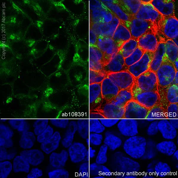 Immunocytochemistry/ Immunofluorescence - Anti-Cripto1/CRIPTO antibody [EPNCIR106A] (AB108391)