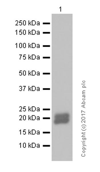 Western blot - Anti-Cripto1/CRIPTO antibody [EPNCIR106A] (AB108391), expandable thumbnail