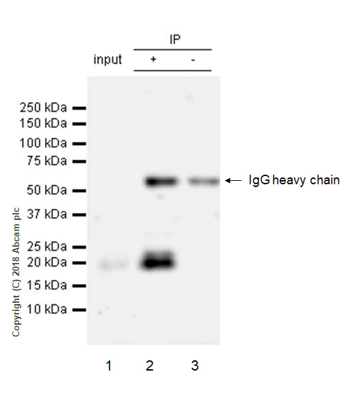 Immunoprecipitation - Anti-Cripto1/CRIPTO antibody [EPR22230-60] (AB229016)