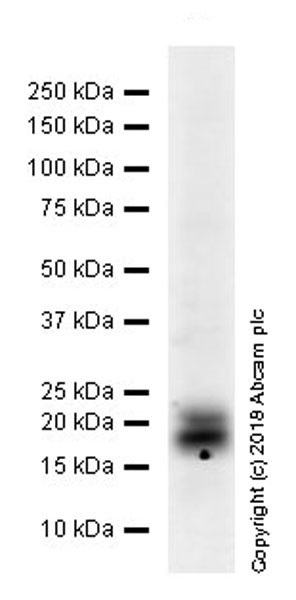Western blot - Anti-Cripto1/CRIPTO antibody [EPR22230-60] (AB229016)