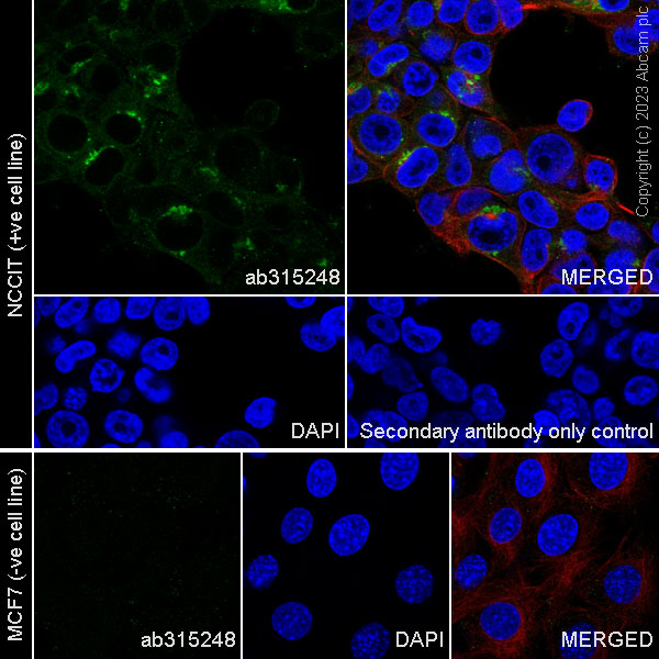 Immunocytochemistry/ Immunofluorescence - Anti-Cripto1/CRIPTO antibody [RM1108] - BSA and Azide free (AB315249), expandable thumbnail
