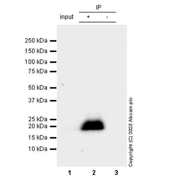 Immunoprecipitation - Anti-Cripto1/CRIPTO antibody [RM1108] - BSA and Azide free (AB315249), expandable thumbnail