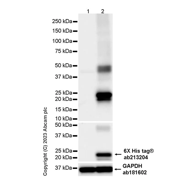 Western blot - Anti-Cripto1/CRIPTO antibody [RM1108] - BSA and Azide free (AB315249)
