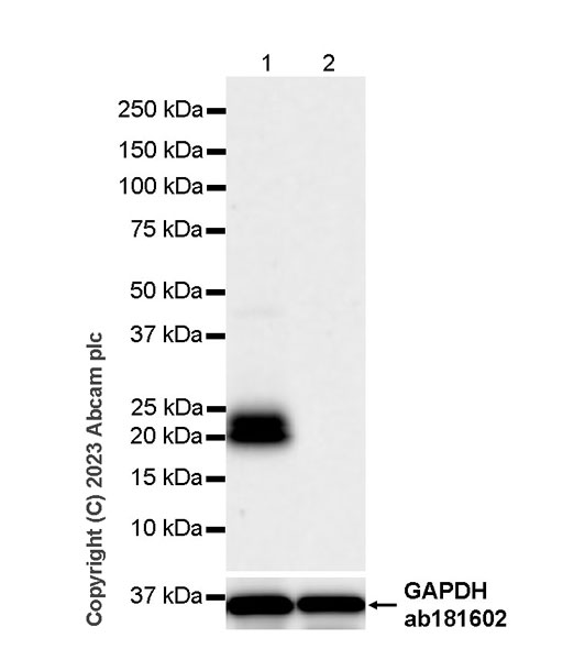 Western blot - Anti-Cripto1/CRIPTO antibody [RM1108] - BSA and Azide free (AB315249), expandable thumbnail