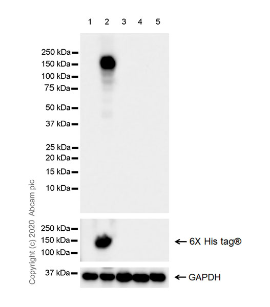Western blot - Anti-CRISPR-associated endonuclease Cas12a antibody [3D3-F7] (AB273438), expandable thumbnail