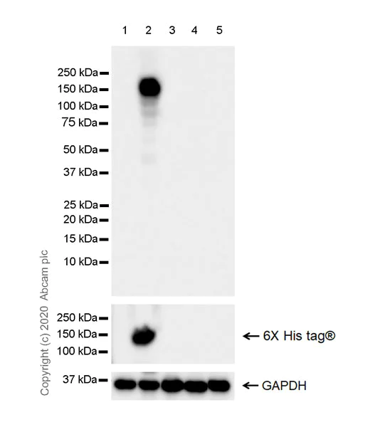 Western blot - Anti-CRISPR-associated endonuclease Cas12a antibody [3D3-F7] (AB273438)