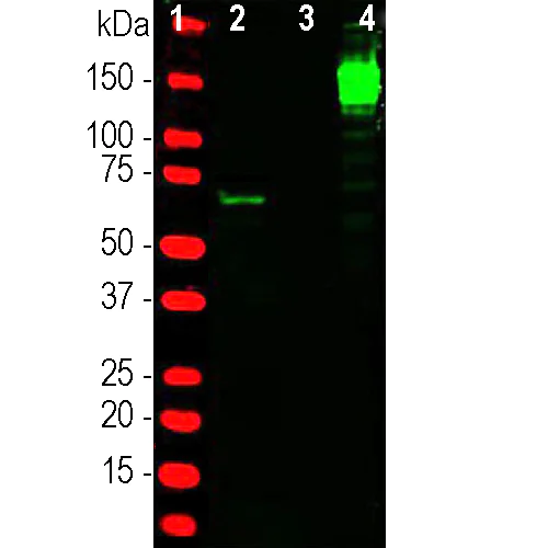 Western blot - Anti-CRISPR-Cas9 antibody [3F9] (AB315191)