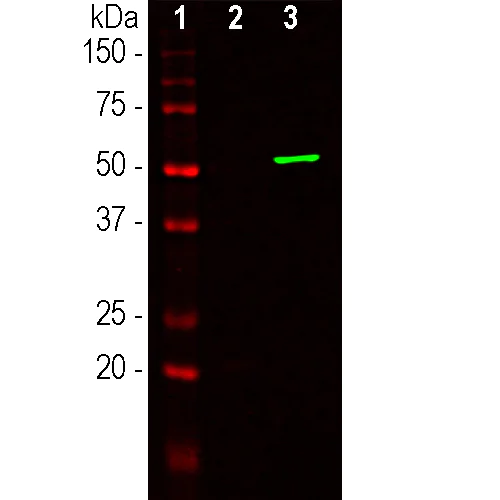 Western blot - Anti-CRISPR-Cas9 antibody [6F7] (AB315192)