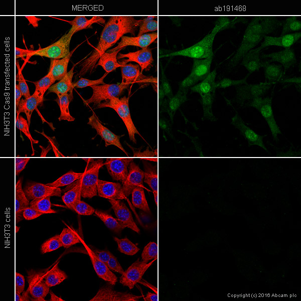Immunocytochemistry/ Immunofluorescence - Anti-CRISPR-Cas9 antibody [7A9-3A3] (AB191468)