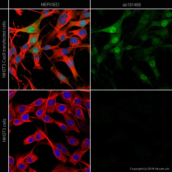 Immunocytochemistry/ Immunofluorescence - Anti-CRISPR-Cas9 antibody [7A9-3A3] (AB191468)