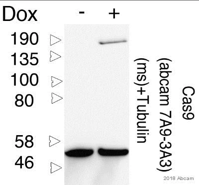 Western blot - Anti-CRISPR-Cas9 antibody [7A9-3A3] (AB191468)