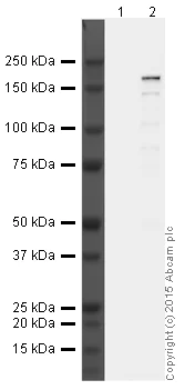 Western blot - Anti-CRISPR-Cas9 antibody [7A9-3A3] (AB191468)