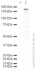 Western blot - Anti-CRISPR-Cas9 antibody [7A9-3A3] (AB191468)