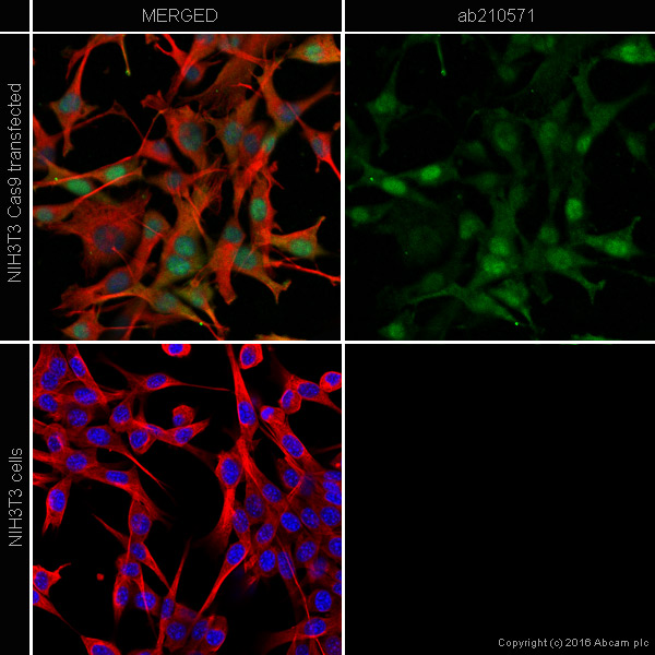 Immunocytochemistry/ Immunofluorescence - Anti-CRISPR-Cas9 antibody [8C1-F10] (AB210571)