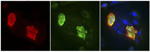 Immunocytochemistry/ Immunofluorescence - Anti-CRISPR-Cas9 antibody (AB204448)
