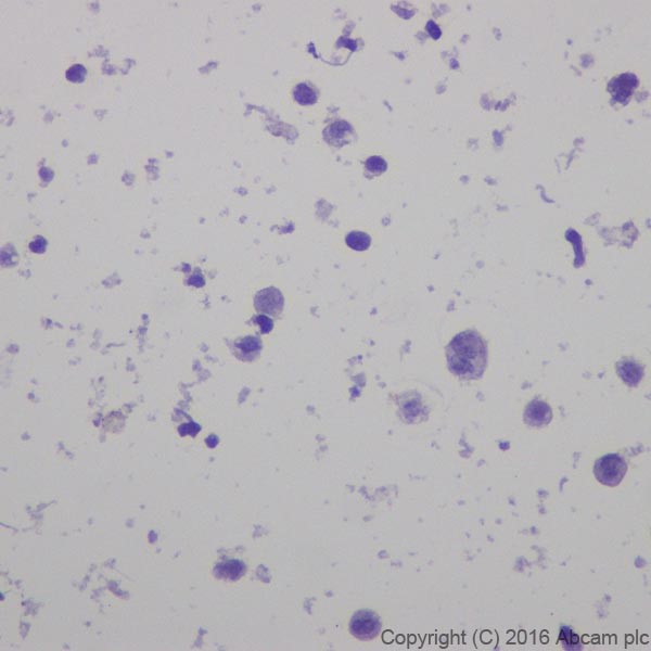 Immunocytochemistry - Anti-CRISPR-Cas9 antibody [EPR18991] (AB189380)