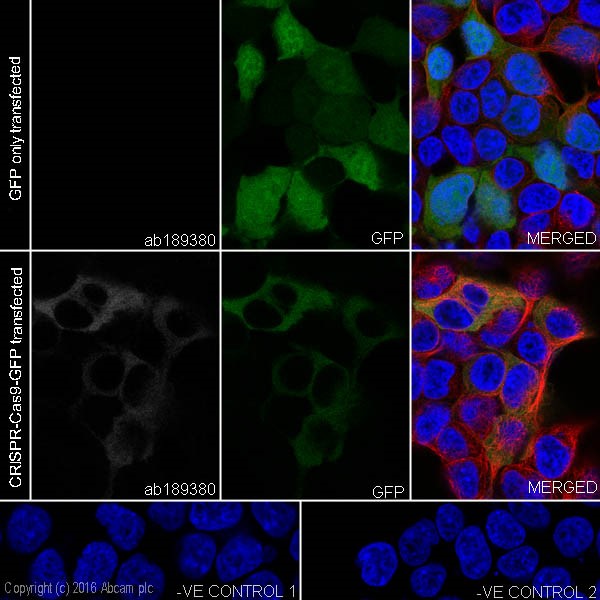 Immunocytochemistry/ Immunofluorescence - Anti-CRISPR-Cas9 antibody [EPR18991] (AB189380)