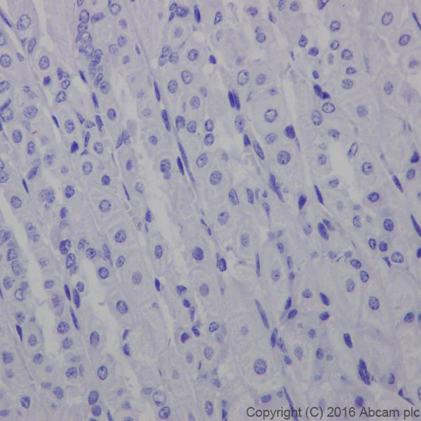Immunohistochemistry (Formalin/PFA-fixed paraffin-embedded sections) - Anti-CRISPR-Cas9 antibody [EPR18991] (AB189380)
