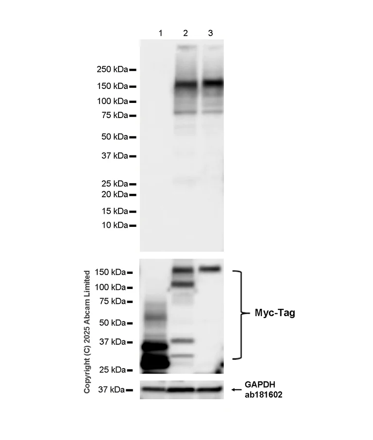 Western blot - Anti-CRISPR-Cas9 antibody [EPR18991] (AB189380)