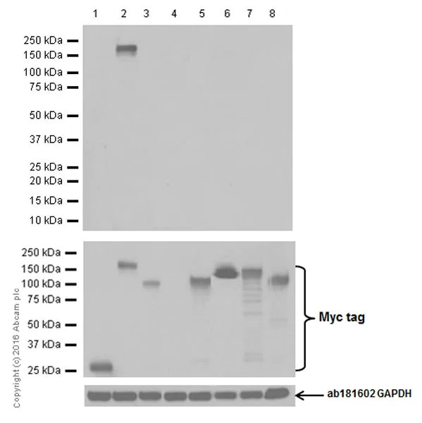 Western blot - Anti-CRISPR-Cas9 antibody [EPR18991] (AB189380)