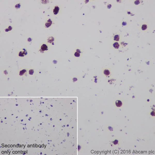 Immunocytochemistry - Anti-CRISPR-Cas9 antibody [EPR18991] - BSA and Azide free (AB232379)