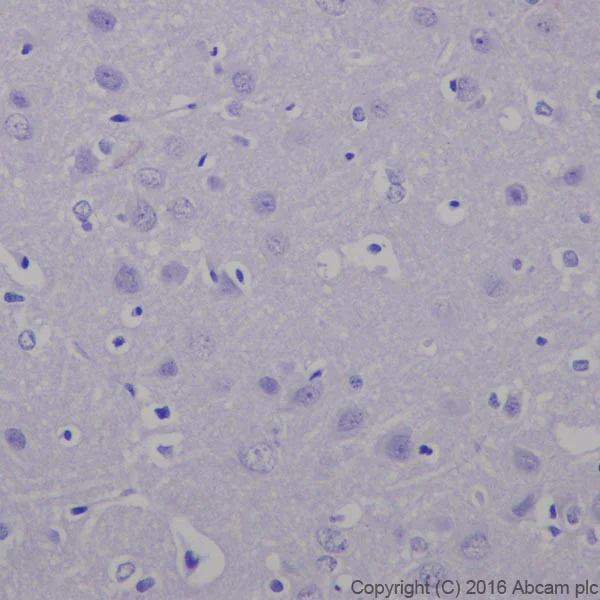 Immunohistochemistry (Formalin/PFA-fixed paraffin-embedded sections) - Anti-CRISPR-Cas9 antibody [EPR18991] - BSA and Azide free (AB232379)