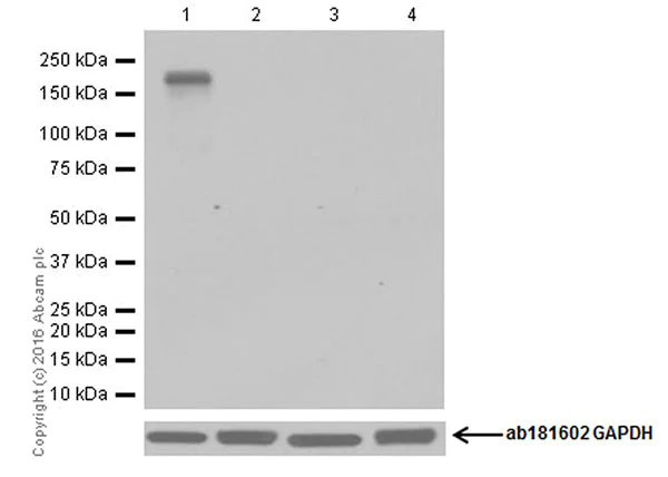 Western blot - Anti-CRISPR-Cas9 antibody [EPR18991] - BSA and Azide free (AB232379)