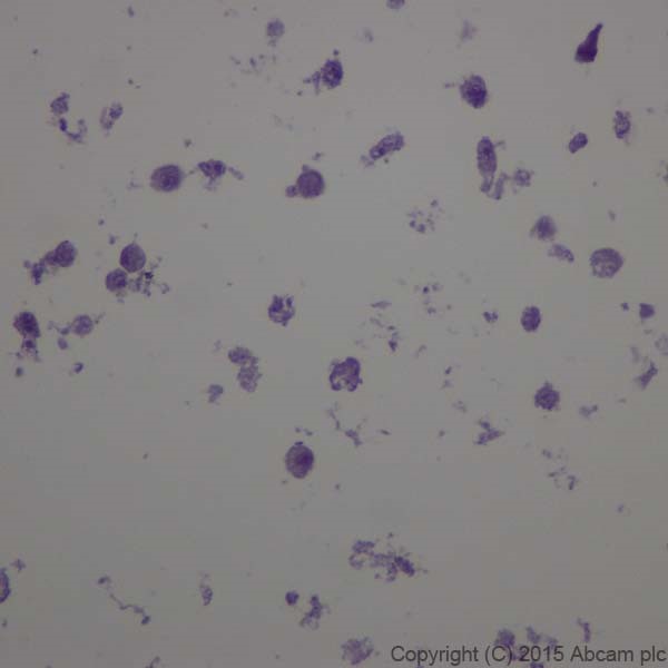 Immunohistochemistry (Formalin/PFA-fixed paraffin-embedded sections) - Anti-CRISPR-Cas9 antibody [EPR19619-18] (AB202637)