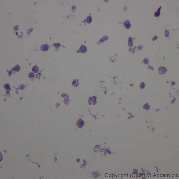 Immunohistochemistry (Formalin/PFA-fixed paraffin-embedded sections) - Anti-CRISPR-Cas9 antibody [EPR19619-18] (AB202637)