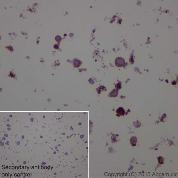 Immunohistochemistry (Formalin/PFA-fixed paraffin-embedded sections) - Anti-CRISPR-Cas9 antibody [EPR19619-18] (AB202637)