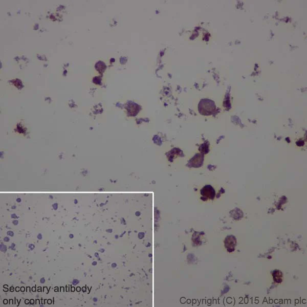 Immunohistochemistry (Formalin/PFA-fixed paraffin-embedded sections) - Anti-CRISPR-Cas9 antibody [EPR19619-18] (AB202637)