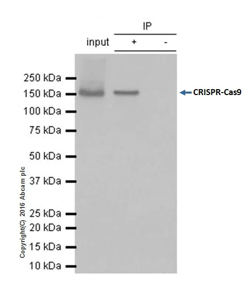 Immunoprecipitation - Anti-CRISPR-Cas9 antibody [EPR19619-18] (AB202637)