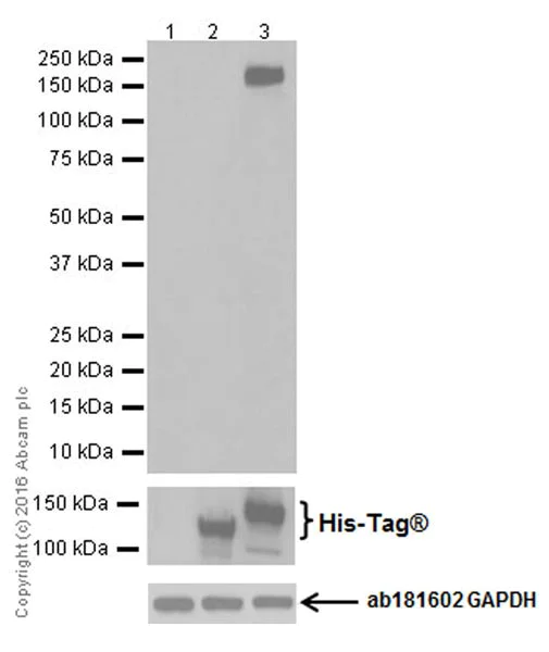 Western blot - Anti-CRISPR-Cas9 antibody [EPR19619-18] (AB202637)